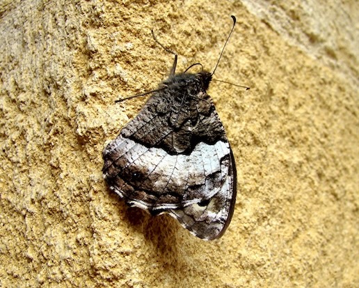 woodland grayling